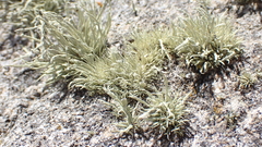 Ramalina siliquosa