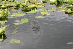 Alligator mississippiensis