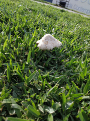 Chlorophyllum molybdites