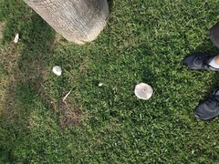 Chlorophyllum molybdites