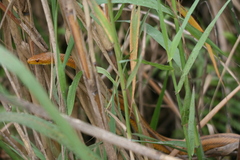 Pantherophis alleghaniensis