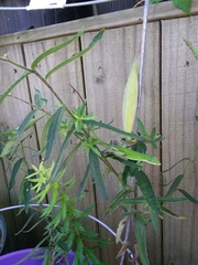 Anolis carolinensis