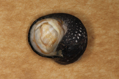 Diloma aethiops
