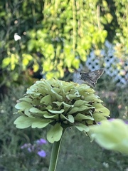 Atalopedes campestris