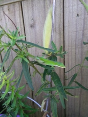 Anolis carolinensis