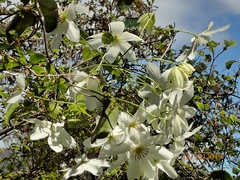 Clematis paniculata