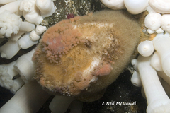 Stelletta clarella