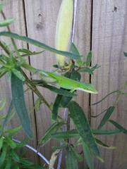 Anolis carolinensis