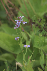 Symphyotrichum laeve