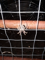 Araneus saevus