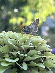 Atalopedes campestris