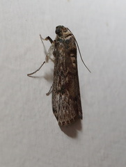 Phycitinae