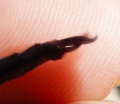 Somatochlora williamsoni