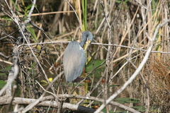 Egretta tricolor