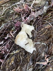 Porifera