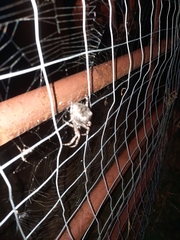 Araneus saevus
