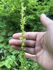 Platanthera stricta