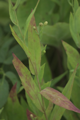 Symphyotrichum laeve