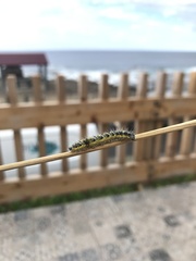 Pieris brassicae azorensis
