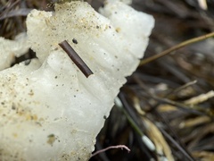 Porifera