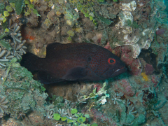 Epinephelidae