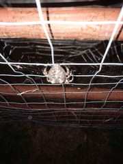 Araneus saevus