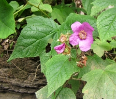Rubus odoratus
