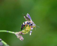 Bicyrtes insidiatrix