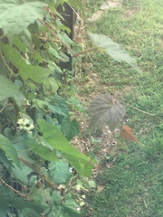 Ampelopsis glandulosa