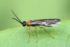 Tenthredinidae