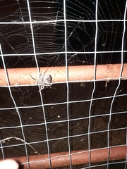 Araneus saevus