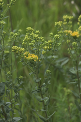 Solidago rigida