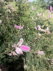 Mimosa dysocarpa
