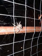 Araneus saevus