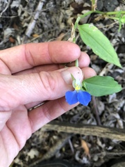 Commelina communis