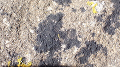 Lichinaceae