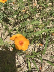 Kallstroemia grandiflora