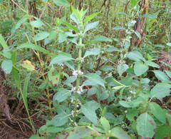 Mentha canadensis