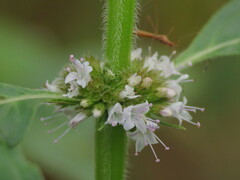 Mentha canadensis