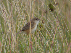 Cisticola brunnescens
