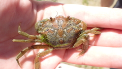 Carcinus maenas