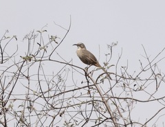 Toxostoma redivivum