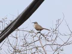 Toxostoma redivivum