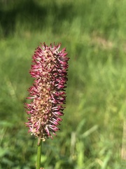 Sanguisorba