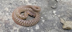 Coluber constrictor