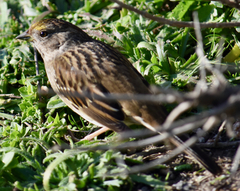 Zonotrichia atricapilla