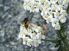Eristalis arbustorum