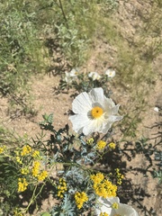 Argemone pleiacantha