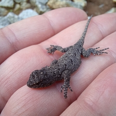 Sceloporus undulatus