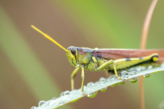 Schistocerca obscura